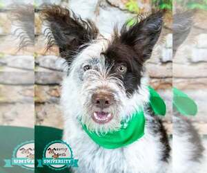 Border Collie-Unknown Mix Dogs for adoption in Kennesaw, GA, USA