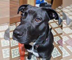 American Pit Bull Terrier-Labrador Retriever Mix Dogs for adoption in Hollywood, MD, USA