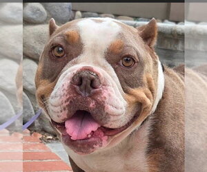 American Staffordshire Terrier-Unknown Mix Dogs for adoption in Lake Forest, CA, USA