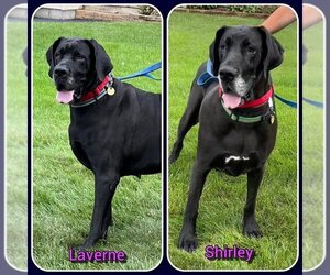 Great Dane Dogs for adoption in Traverse City, MI, USA