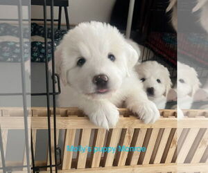 Great Pyrenees-Unknown Mix Dogs for adoption in San Diego, CA, USA