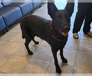 German Shepherd Dog Dogs for adoption in Orange, CA, USA