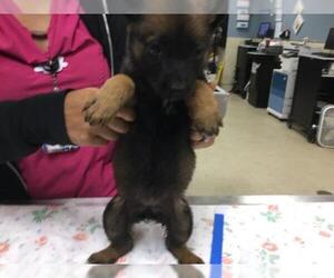 Mutt Dogs for adoption in Riverside, CA, USA