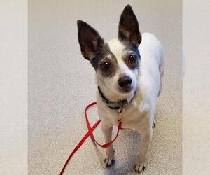 Rat Terrier Dogs for adoption in Shaftsbury, VT, USA
