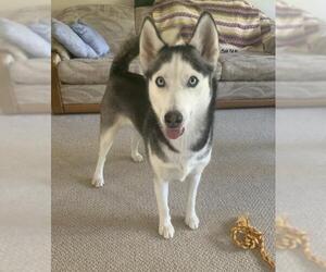 Siberian Husky Dogs for adoption in Amherst, OH, USA