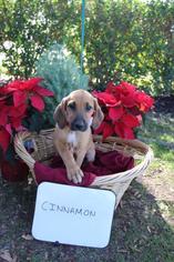 Medium Photo #1 Labloodhound Puppy For Sale in Arlington, TX, USA
