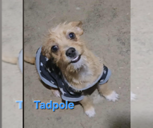 Chihuahua-Unknown Mix Dogs for adoption in Cranston, RI, USA