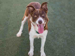 Border Collie Dogs for adoption in Martinez, CA, USA