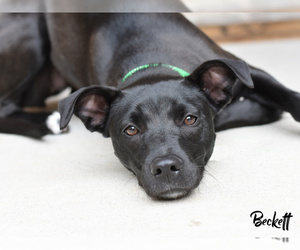 Medium Photo #1 Labrador Retriever-Unknown Mix Puppy For Sale in Montgomery, TX, USA