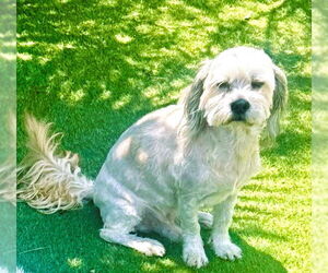 Maltipoo (Miniature) Dogs for adoption in Fallbrook, CA, USA