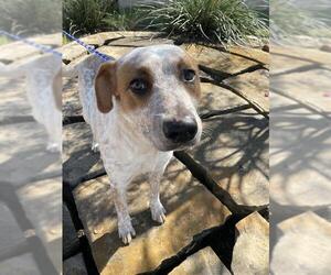 Mutt Dogs for adoption in Grand Prairie, TX, USA