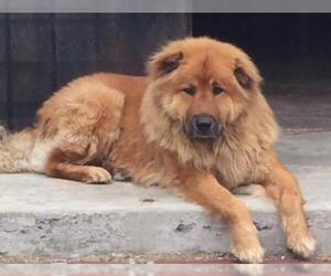 Chow Chow-Golden Retriever Mix Dogs for adoption in La Mesa, CA, USA