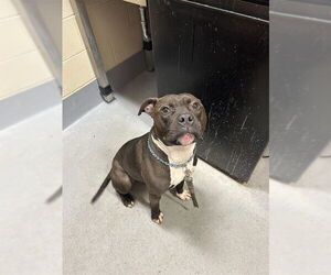 Mutt Dogs for adoption in Louisville, KY, USA