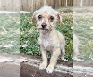 Mutt Dogs for adoption in Marina Del Rey, CA, USA