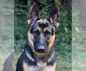 German Shepherd Dog Dogs for adoption in Germanton, TN, USA