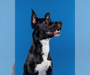 American Pit Bull Terrier-Unknown Mix Dogs for adoption in Stevens Point, WI, USA