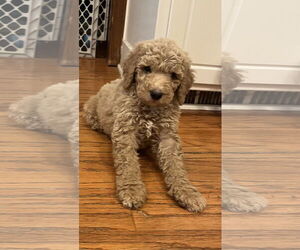 Poodle (Standard)-Unknown Mix Dogs for adoption in Plainfield, IL, USA