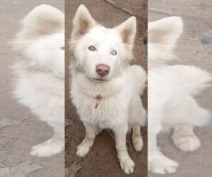 Samoyed-Siberian Husky Mix Dogs for adoption in Pacific grove , CA, USA