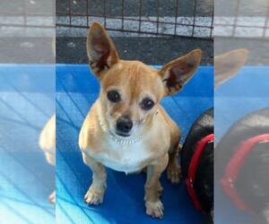 Chihuahua Dogs for adoption in danville, CA, USA