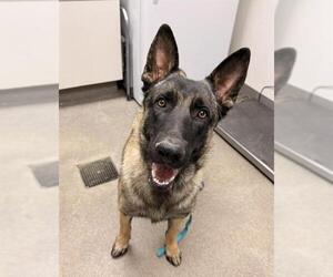 Mutt Dogs for adoption in HESPERIA, CA, USA