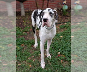 Great Dane Dogs for adoption in Bullard, TX, USA