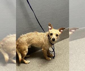 Mutt Dogs for adoption in Las Vegas, NV, USA