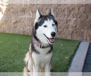 Siberian Husky-Unknown Mix Dogs for adoption in Moreno Valley, CA, USA