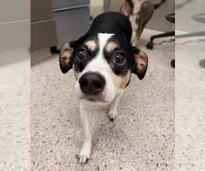 Chihuahua-Unknown Mix Dogs for adoption in Brighton, CO, USA