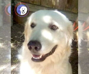 Great Pyrenees Dogs for adoption in Spring, TX, USA