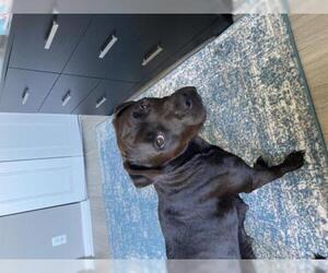 Boxador Dogs for adoption in Miami, FL, USA