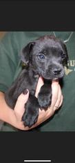 Medium Photo #1 Affenpinscher Puppy For Sale in Danbury, CT, USA