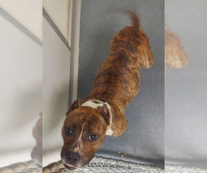 American Pit Bull Terrier Dogs for adoption in Glen Allen, VA, USA