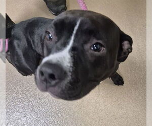 American Pit Bull Terrier Dogs for adoption in Decatur, IL, USA