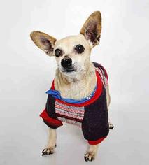 Chihuahua Dogs for adoption in Salt Lake City, UT, USA