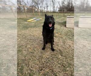 German Shepherd Dog-Unknown Mix Dogs for adoption in Westminster, MD, USA