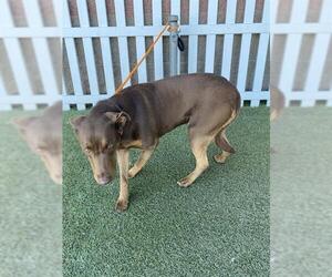 Labrador Retriever Dogs for adoption in Modesto, CA, USA