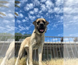Mastiff Dogs for adoption in Goodyear, AZ, USA