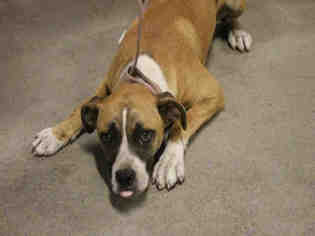 Boxer Dogs for adoption in Modesto, CA, USA