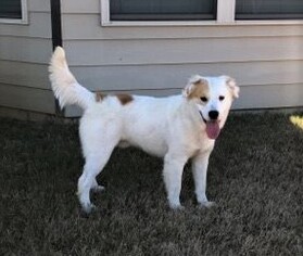 Golden Retriever Dogs for adoption in Mechanicsburg, PA, USA