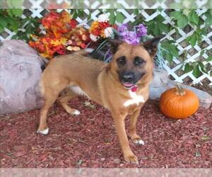 German Shepherd Dog-Unknown Mix Dogs for adoption in Oklahoma City, OK, USA