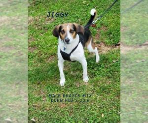 Beagle-Unknown Mix Dogs for adoption in Huddleston, VA, USA