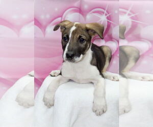 Beagle-Unknown Mix Dogs for adoption in El Centro, CA, USA