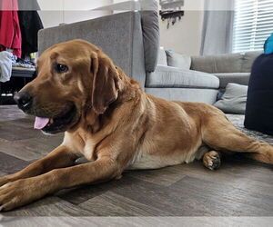 Labrador Retriever Dogs for adoption in Blacksburg, SC, USA