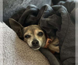 Chihuahua-Unknown Mix Dogs for adoption in Brooklyn, NY, USA