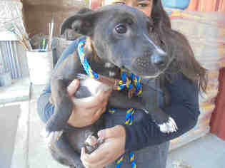 Borador Dogs for adoption in Upland, CA, USA