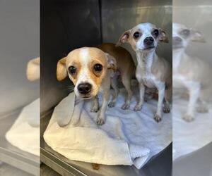 Chihuahua Dogs for adoption in Santa Cruz, CA, USA