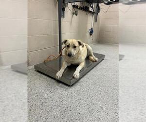 Labrador Retriever-Unknown Mix Dogs for adoption in Conroe, TX, USA