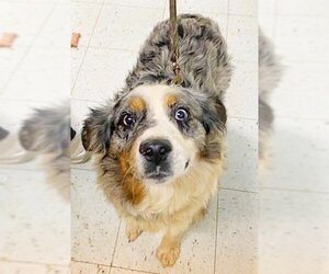 Australian Shepherd Dogs for adoption in Newfoundland, PA, USA