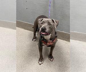 Mutt Dogs for adoption in Las Vegas, NV, USA