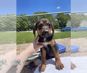 German Shepherd Dog-Treeing Walker Coonhound Mix Dogs for adoption in Bolivar, MO, USA